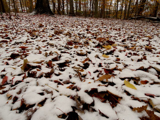 autumn leaves in the snow