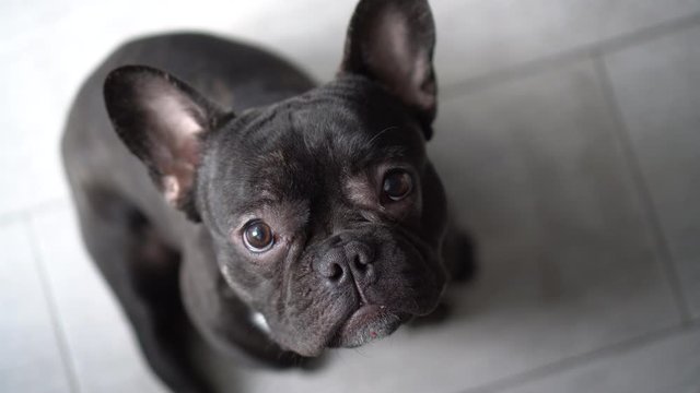 Dog frenchie. French bulldog lifestyle. Frog-dog shape.