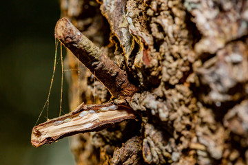 Two small sawed off branches with a spider web and little bugs living inside the bark. 