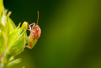 Stink bug on leaf