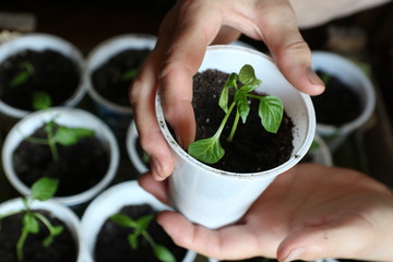 Woman's hands holding plastic cup with seedlings of paprika. Pepper sprouts in a plastic box on a blurred background from other plants of the house by the window