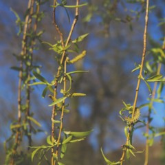 branch of a tree