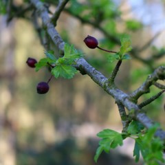 red berries on a branch