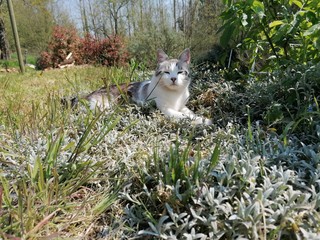 cat in the grass