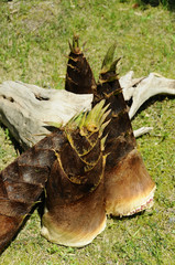 Obraz premium タケノコ