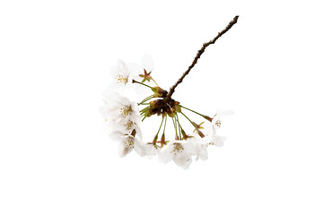 桜　切り抜き