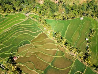Green and brown rice terraces, Lombok - Powered by Adobe