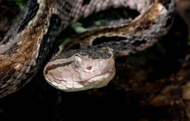 Fototapeta premium Fer-de-lance Viper in Costa Rica