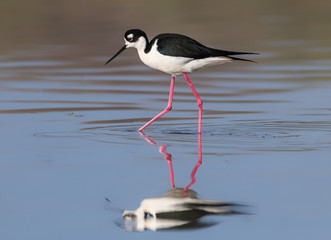 black-necked stilt wading in bay