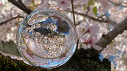 満開の桜の花と透明な水晶ガラスボールの風景