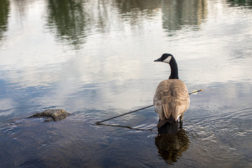 Goose injured with human arrow
