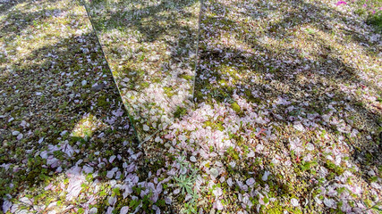 春の満開の桜の花とガラス鏡の反射風景