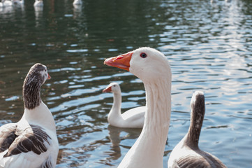 patos