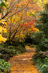 Autumn fall golden leaves in orange, yellow, red on Japanese maple garden trees surrounding winding garden path