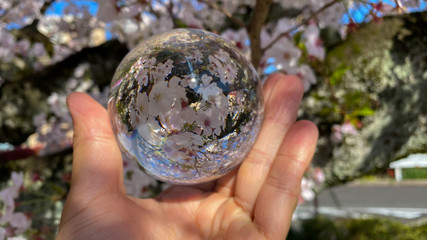 満開の桜の花と透明な水晶ガラスボールの風景