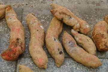 Fresh sweet potatoes
