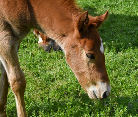 Obraz premium baby foal horse grazing c2020Rachelle