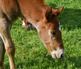 baby foal horse grazing c2020Rachelle