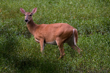 deer at lullwater