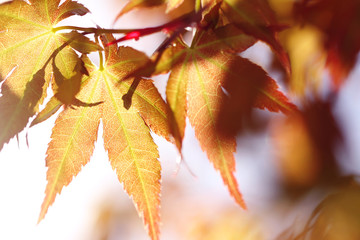 spring red  leaves on blue sky background