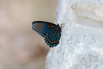 red spotted purple butterfly