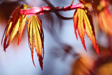 spring red  leaves on blue sky background