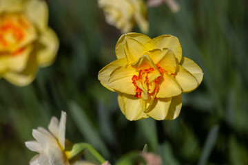 Fototapeta na wymiar Yellow Daffodil With Orange Center in Field