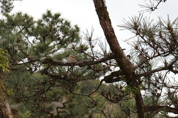 松の木にとまる雀