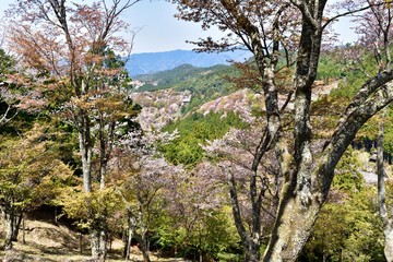 Fototapeta na wymiar 日本の奈良の吉野の桜と花見