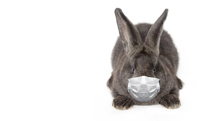Easter rabbit with medical mask at epidemic time