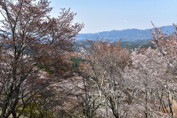 日本の奈良の吉野の桜と花見