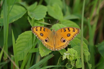 butterfly on flower