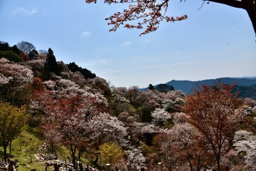 日本の奈良の吉野の桜と花見