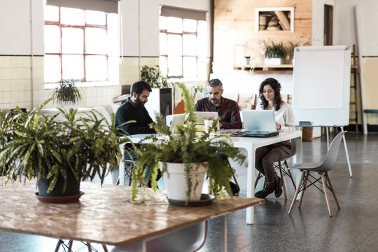 Creative team sitting together, using laptops in modern co-working with potted plant. Business colleagues in casual working together in contemporary office space. Team workplace concept