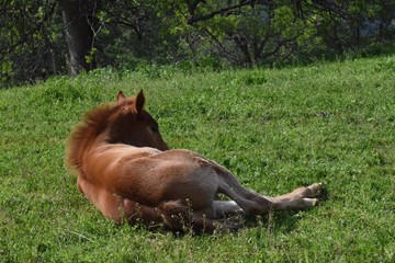 Cute foal horse laying green pasture meadow