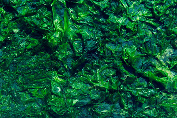Green Seaweed texture wallpaper