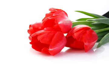 red tulips on a white background. seasonal floral concept