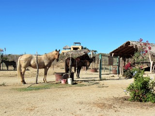 horses on the ranc