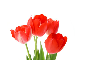 red tulips on a white background. seasonal floral concept