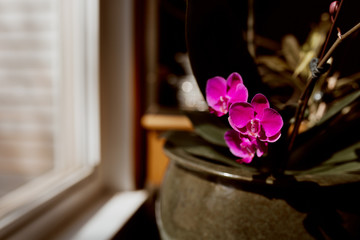 Pink orchid flowers in a green ceramic pot in sunlight by a window.  Orchidaceae.  Phalaenopsis