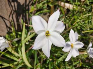 Fototapeta na wymiar 2020 Spring flowers bloomed wonderfully. Create an environment where everyone has hope.