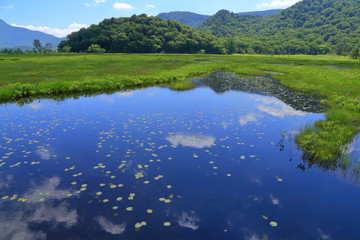 夏の尾瀬 尾瀬ヶ原の牛首分岐付近の池塘(ちとう)