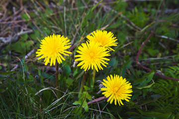 Dandelions growing among the grass; big dandelions bloom as a weed in the lawn