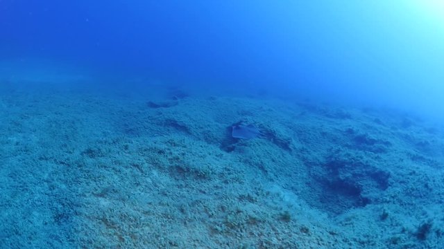 stingray swimming  underwater sandy bottom ocean floor scenery blue water