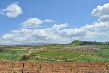 Agricultural Fields Landscape