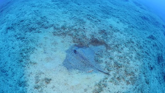 stingray swimming  underwater sandy bottom ocean floor scenery blue water