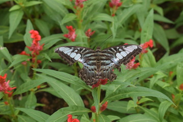 mariposa multicolor