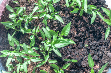pepper sprouts in the garden