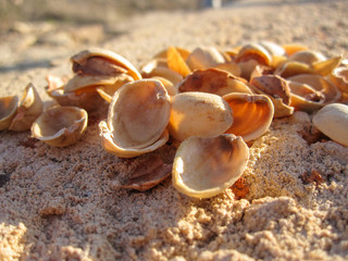 Pistachio shells on the ground