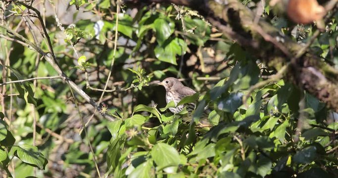 grive musicienne (turdus philomelos) dans le lierre